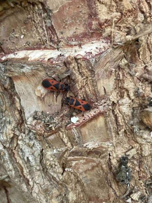 Willa Casa Tranquila Barrada Alcoutim Zewnętrze zdjęcie